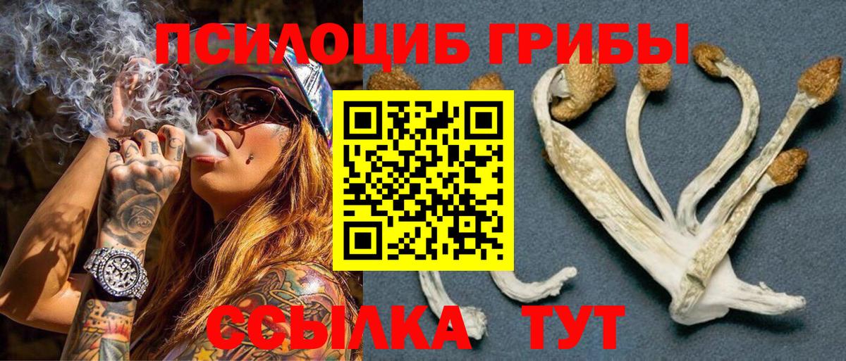Псилоцибиновые грибы Cubensis Нижний Тагил